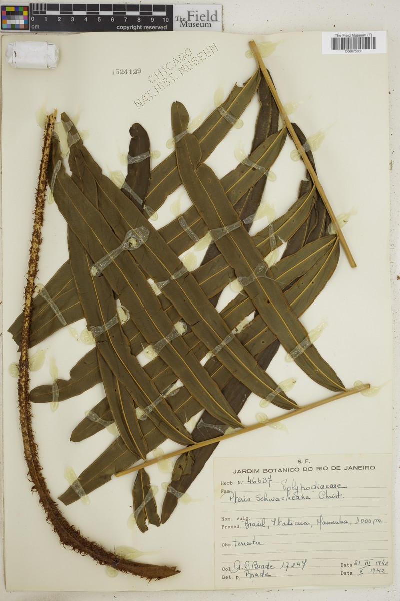 Pteris schwackeana photo 2
