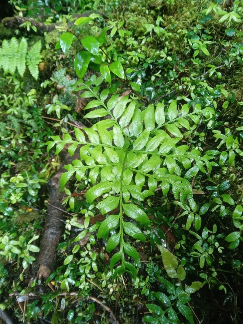 Pteris semiadnata