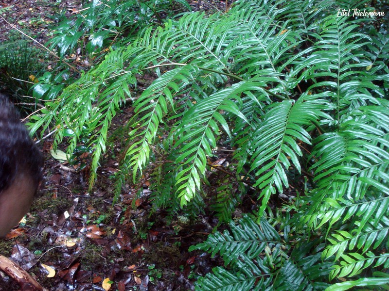 Pteris semiadnata photo 2