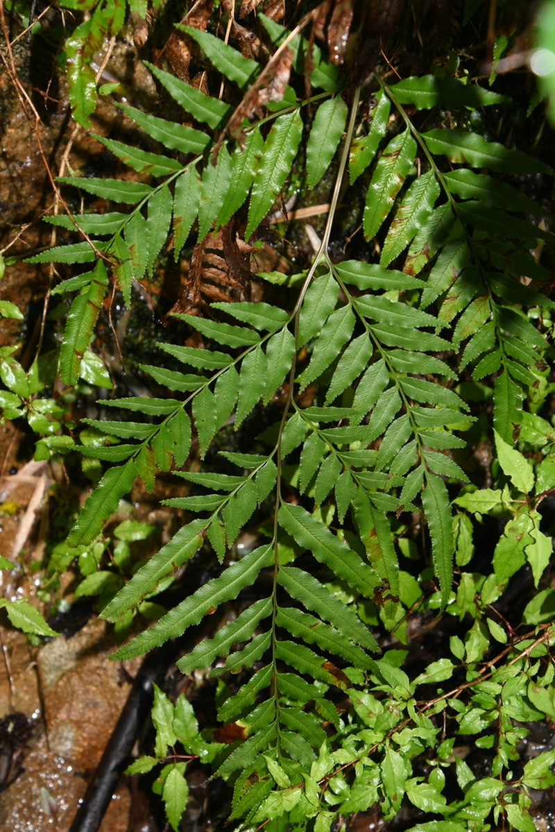 Pteris semiadnata photo 3