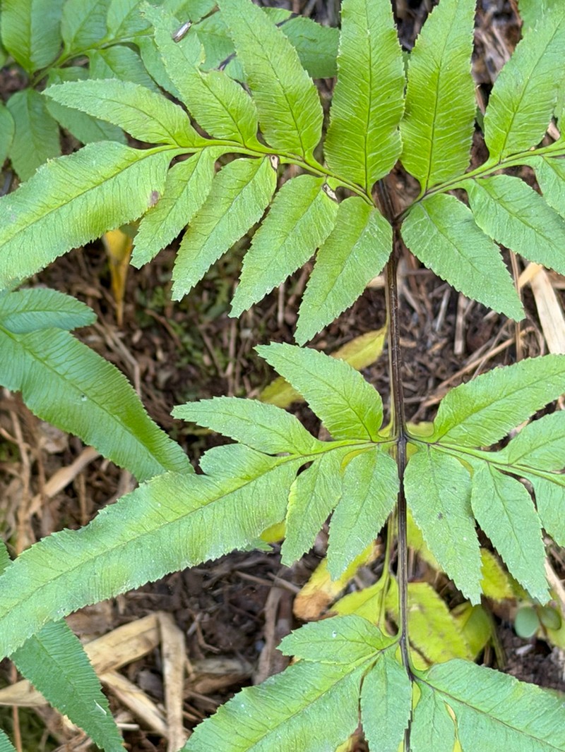 Pteris semiadnata photo 4