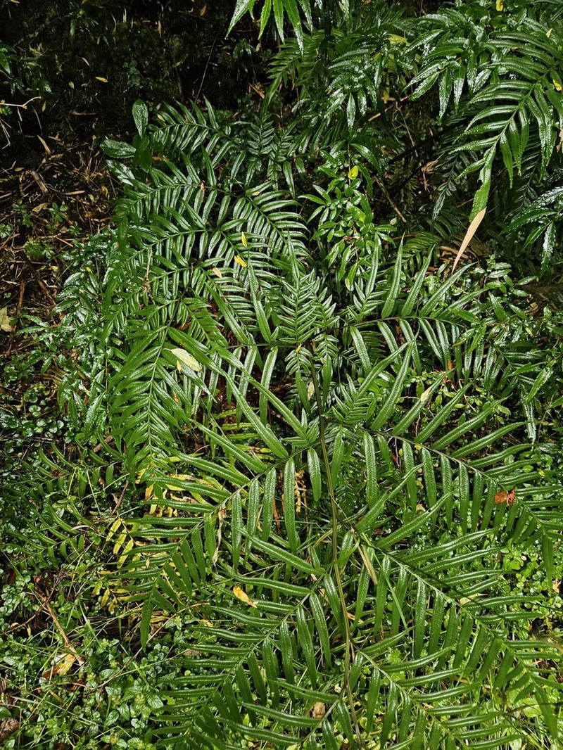 Pteris semiadnata photo 5