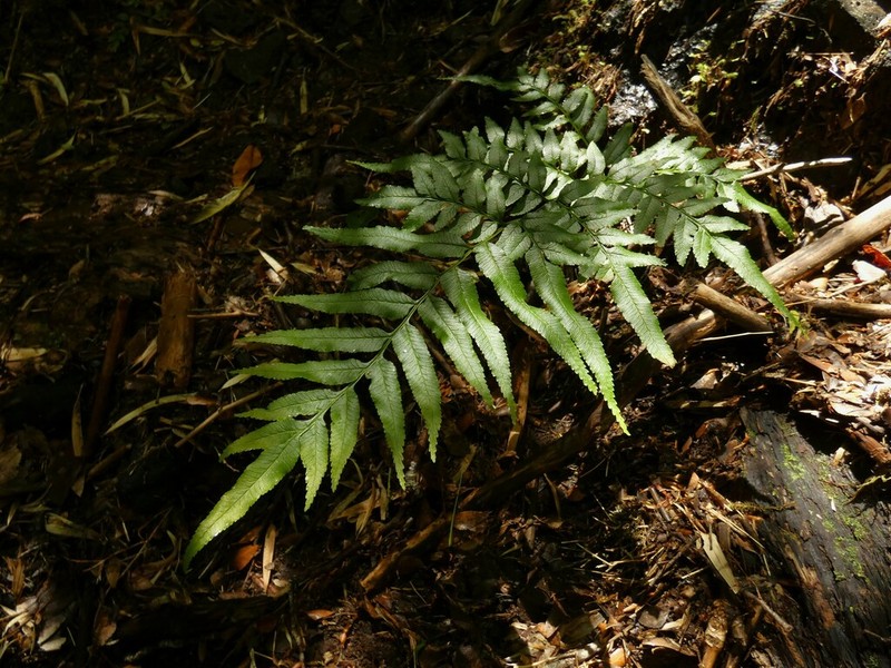 Pteris semiadnata photo 6