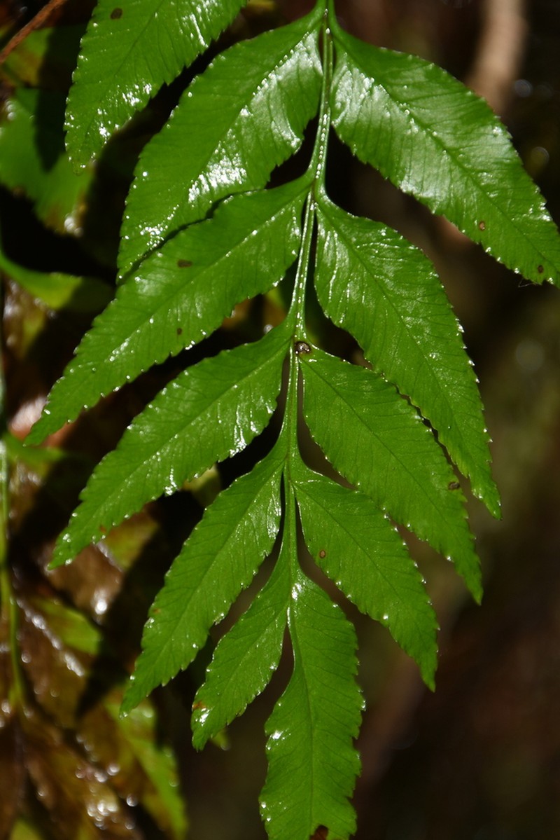 Pteris semiadnata photo 7