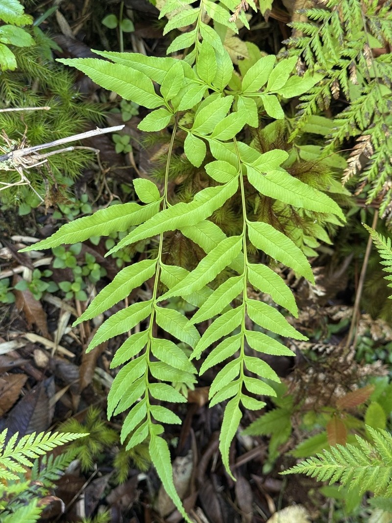Pteris semiadnata photo 8