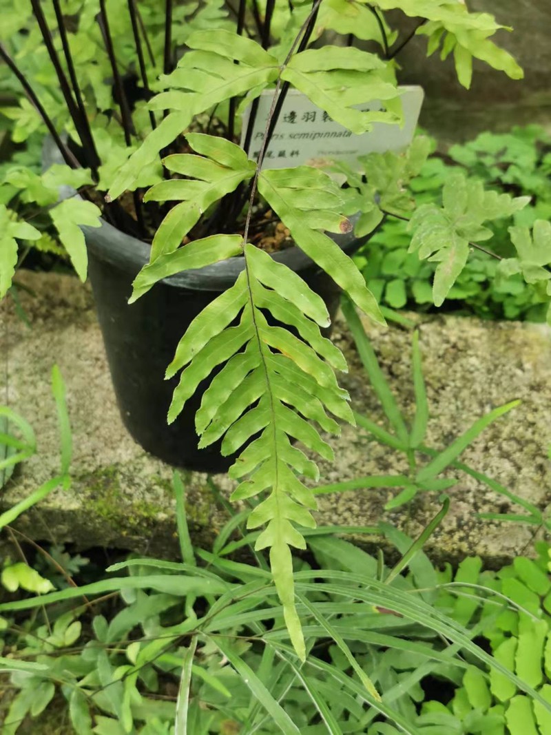 Pteris semipinnata photo 2