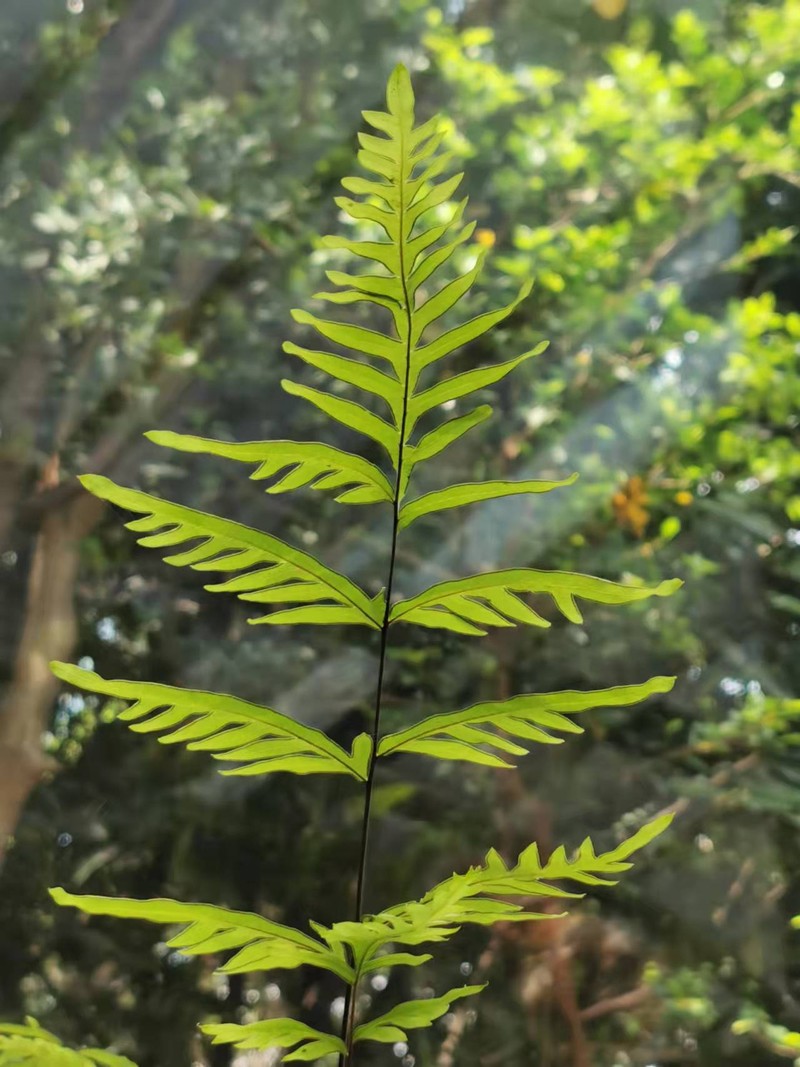 Pteris semipinnata photo 3