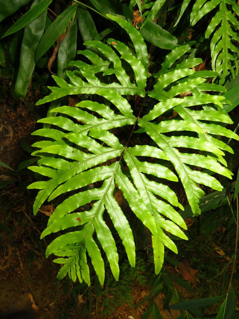 Pteris semipinnata photo 4
