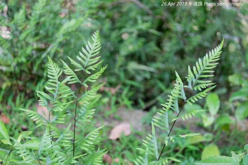 Pteris semipinnata photo 5