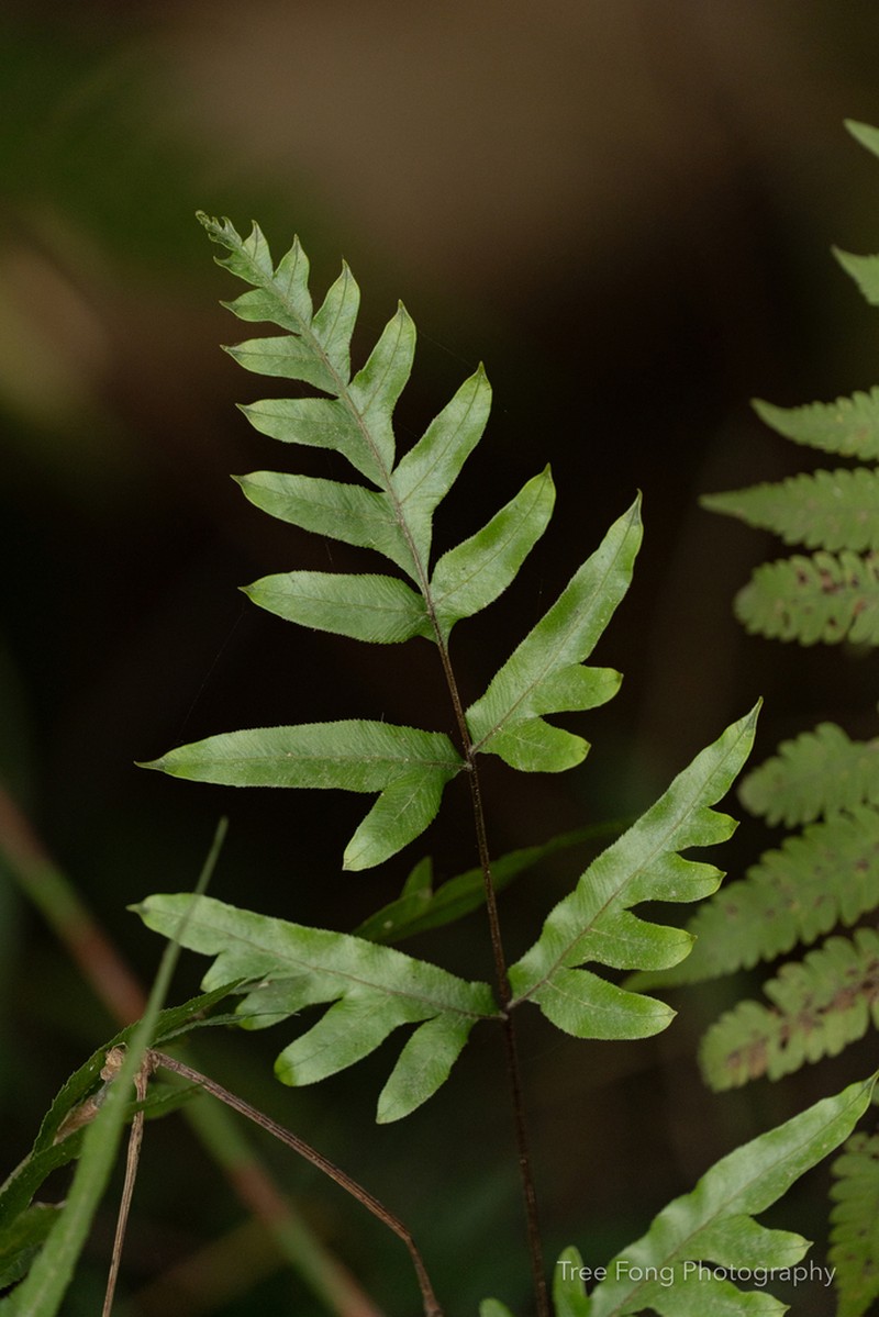 Pteris semipinnata photo 6