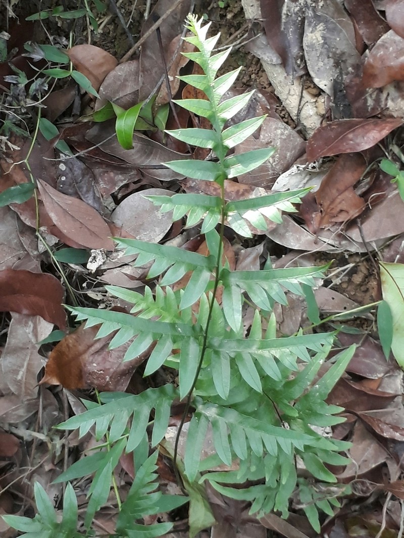 Pteris semipinnata photo 7