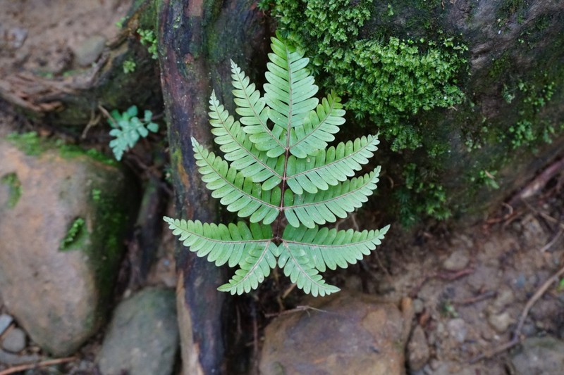 Pteris setulosocostulata