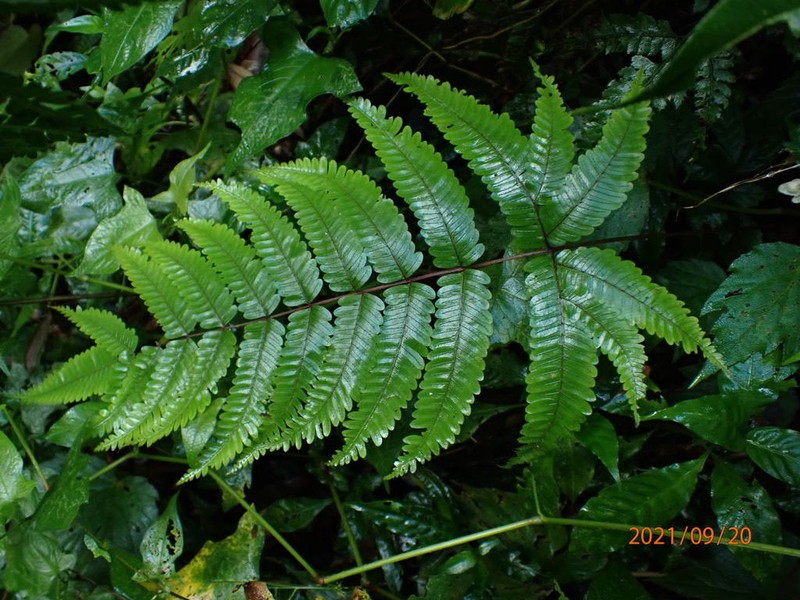 Pteris setulosocostulata photo 2