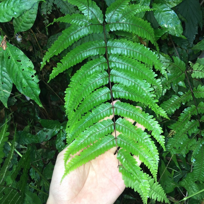 Pteris setulosocostulata photo 3