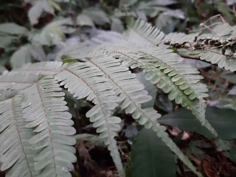 Pteris setulosocostulata photo 4