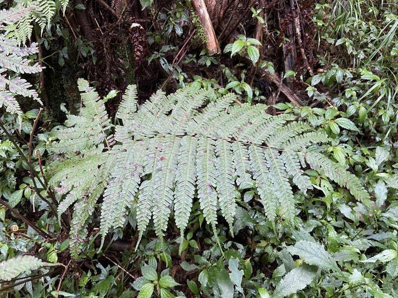 Pteris setulosocostulata photo 5