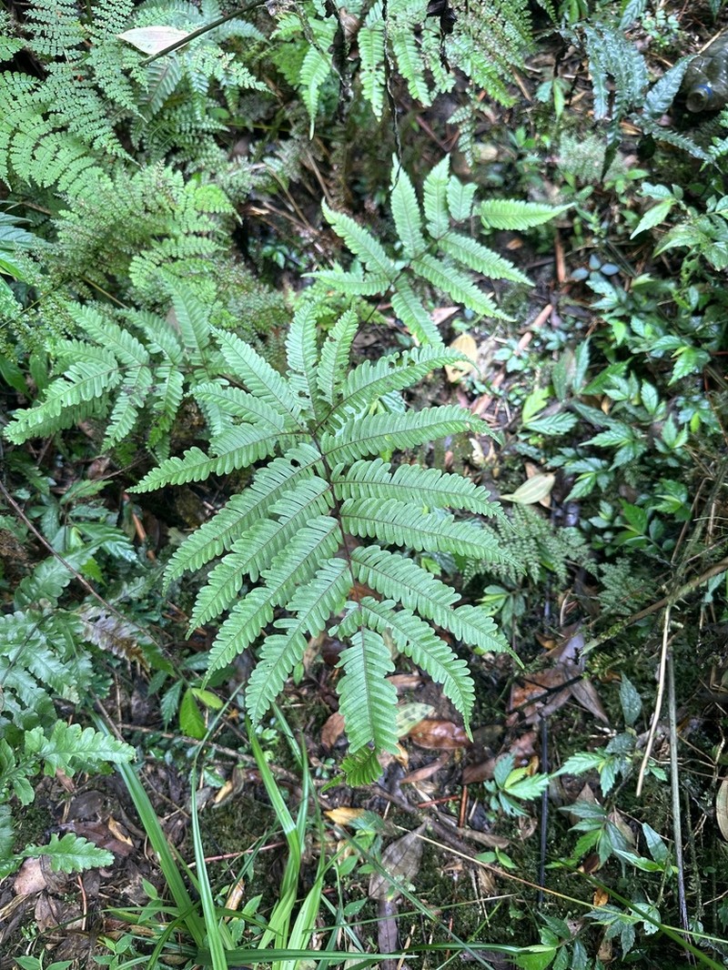 Pteris setulosocostulata photo 6