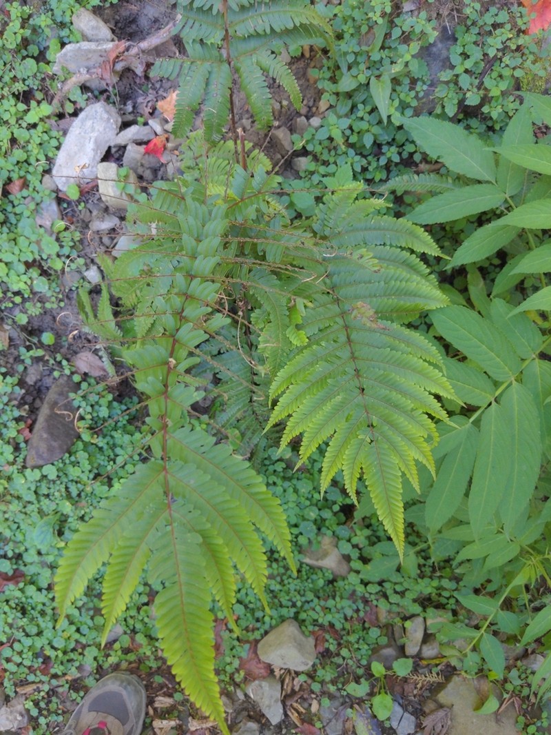 Pteris setulosocostulata photo 7