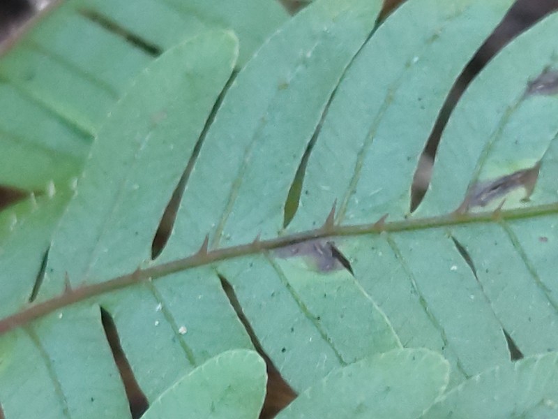 Pteris setulosocostulata photo 8