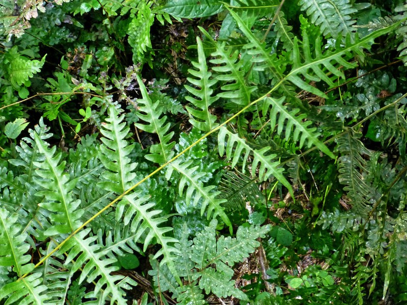 Pteris similis