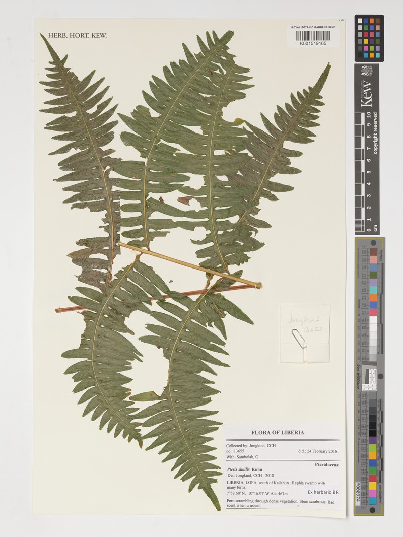 Pteris similis photo 2
