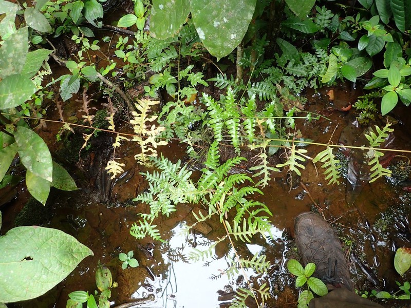 Pteris similis photo 3