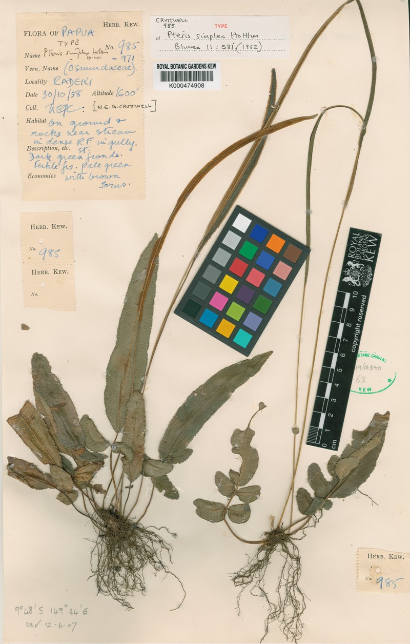 Pteris simplex