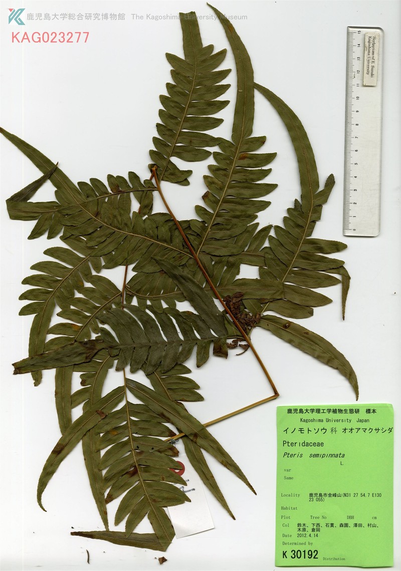 Pteris sinensis