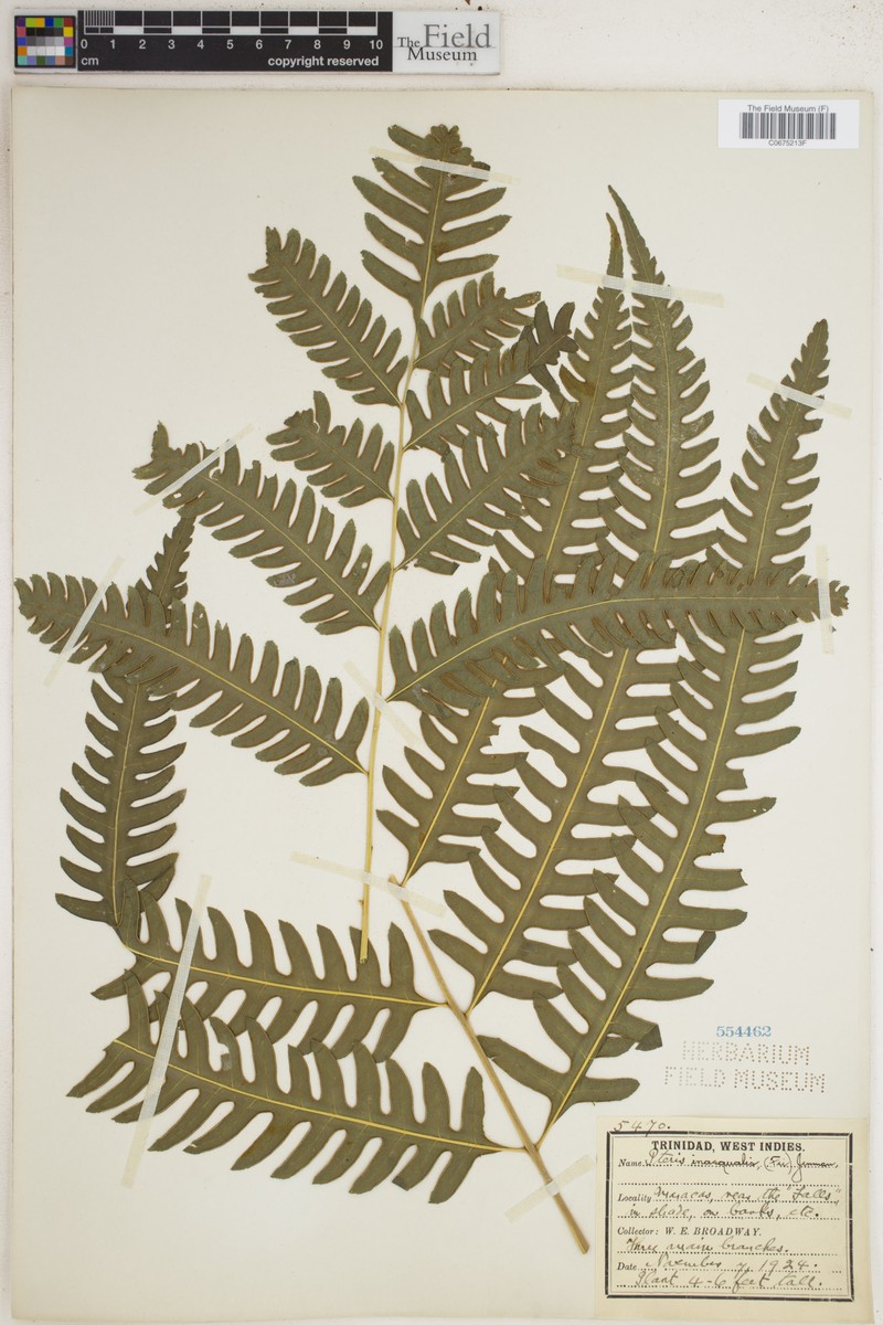 Pteris sinensis photo 2