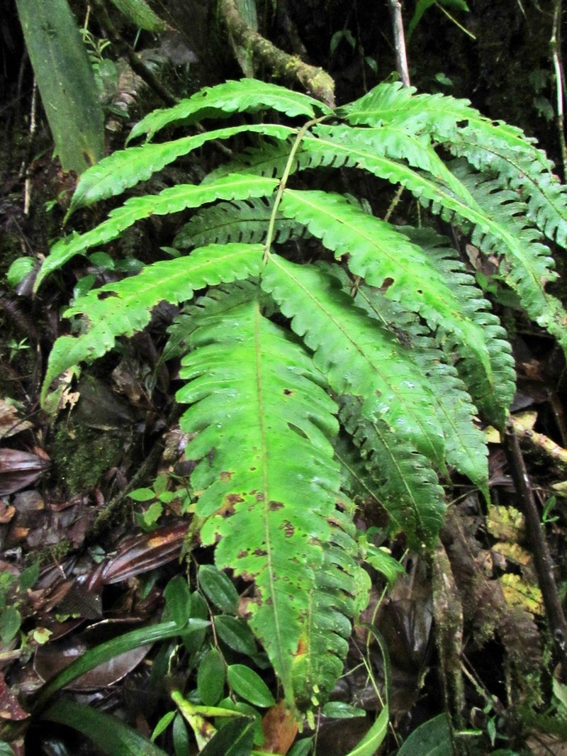 Pteris speciosa