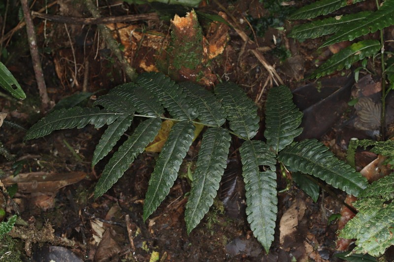 Pteris speciosa photo 2