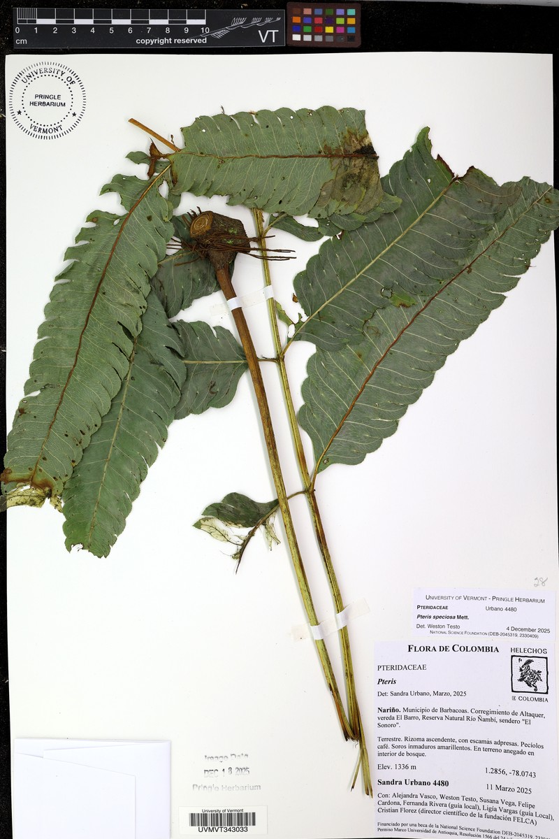 Pteris speciosa photo 3