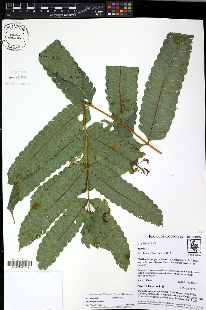 Pteris speciosa photo 4