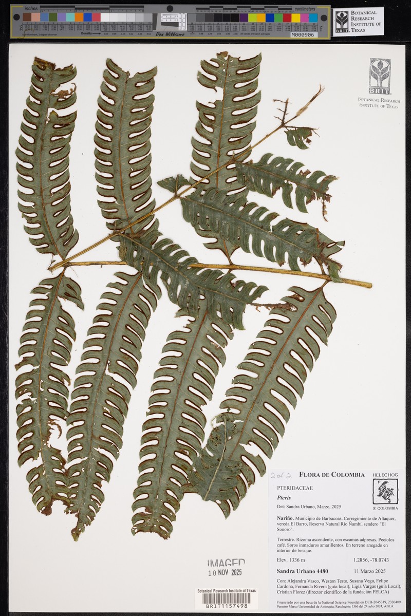 Pteris speciosa photo 5