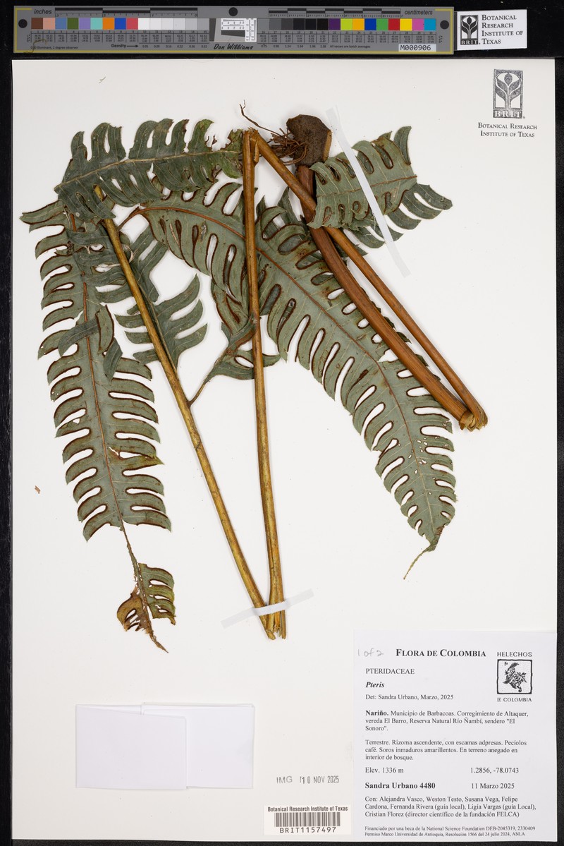 Pteris speciosa photo 6