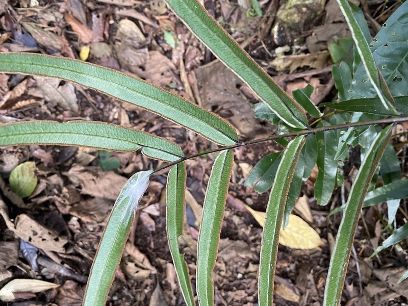 Pteris splendens