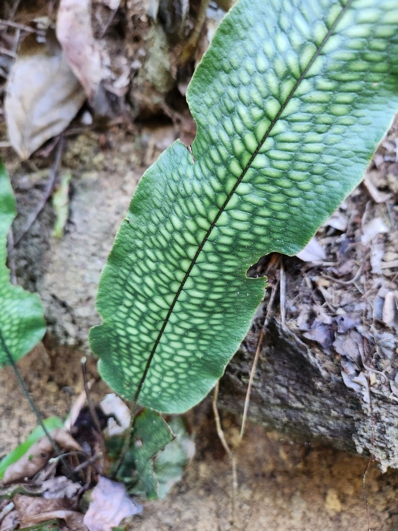 Pteris splendens photo 2