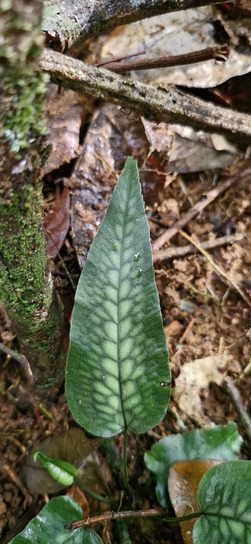 Pteris splendens photo 3