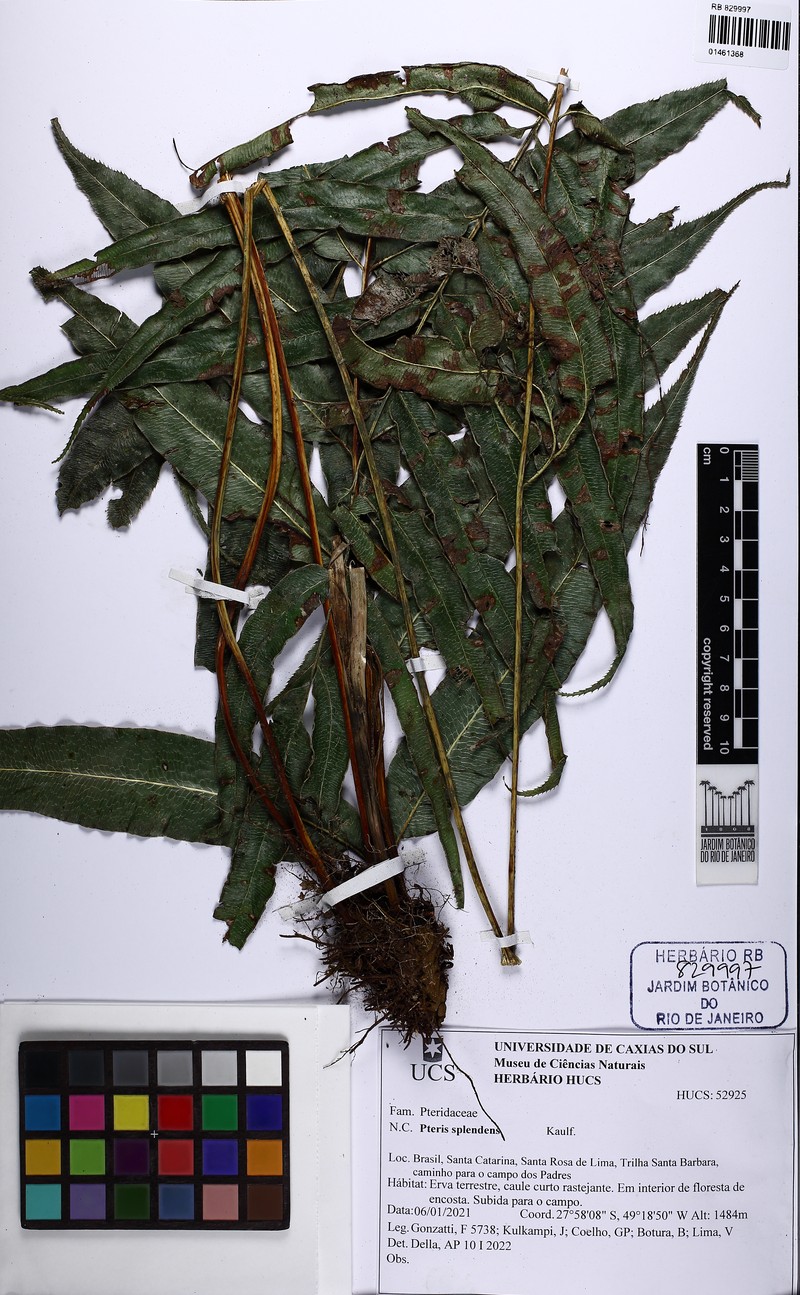 Pteris splendens photo 5