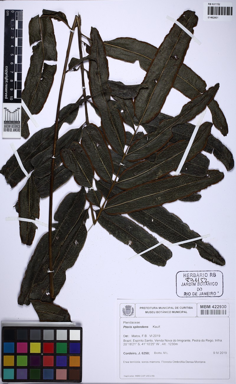 Pteris splendens photo 7