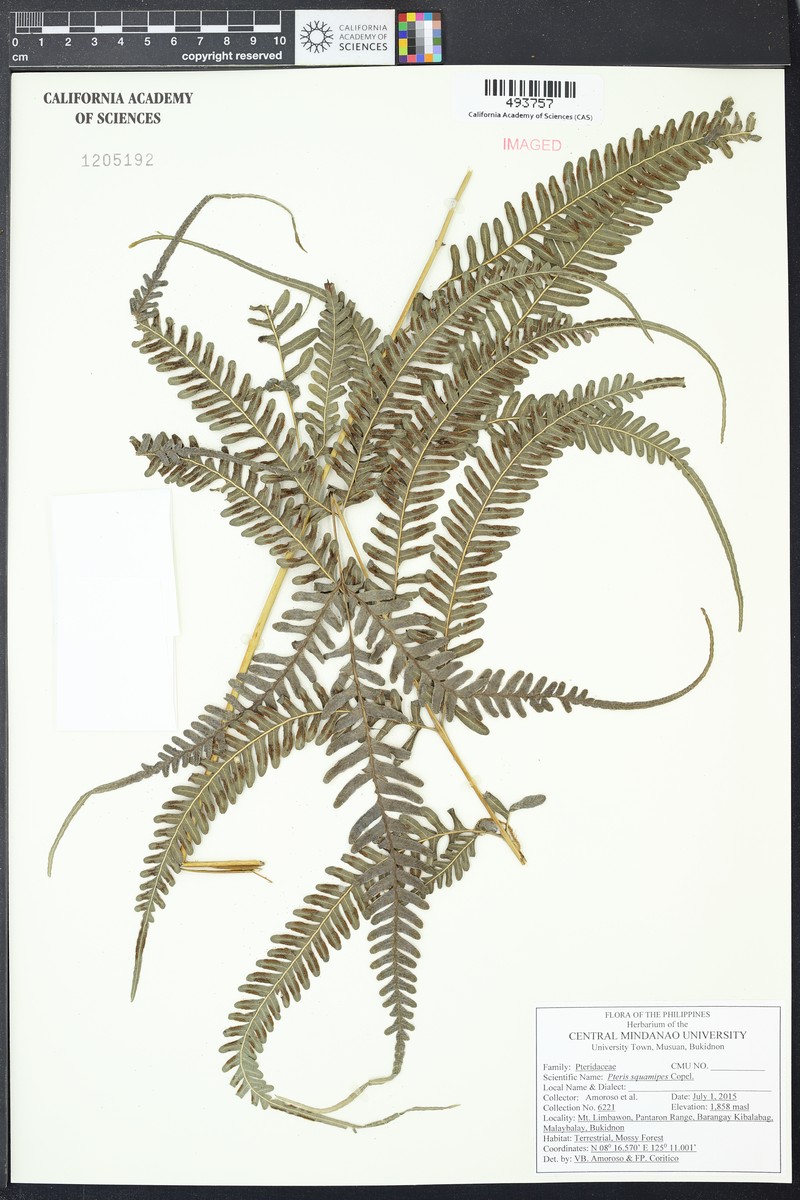 Pteris squamipes photo 2