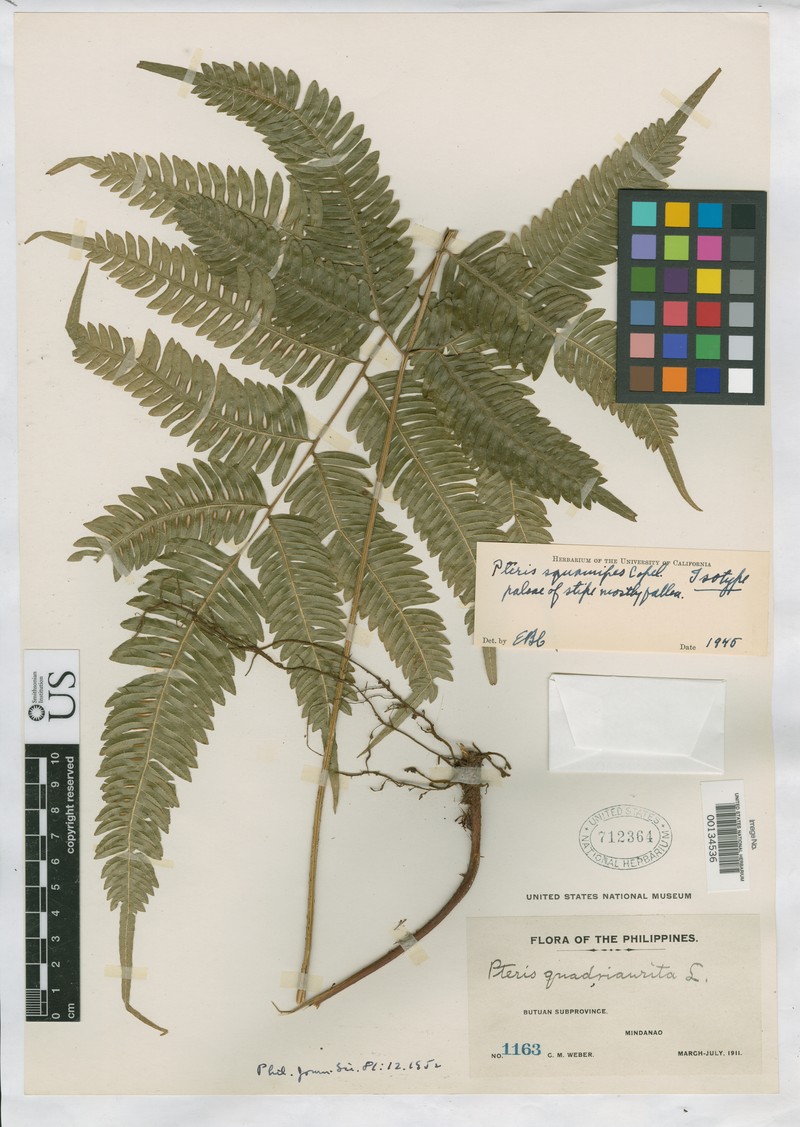 Pteris squamipes