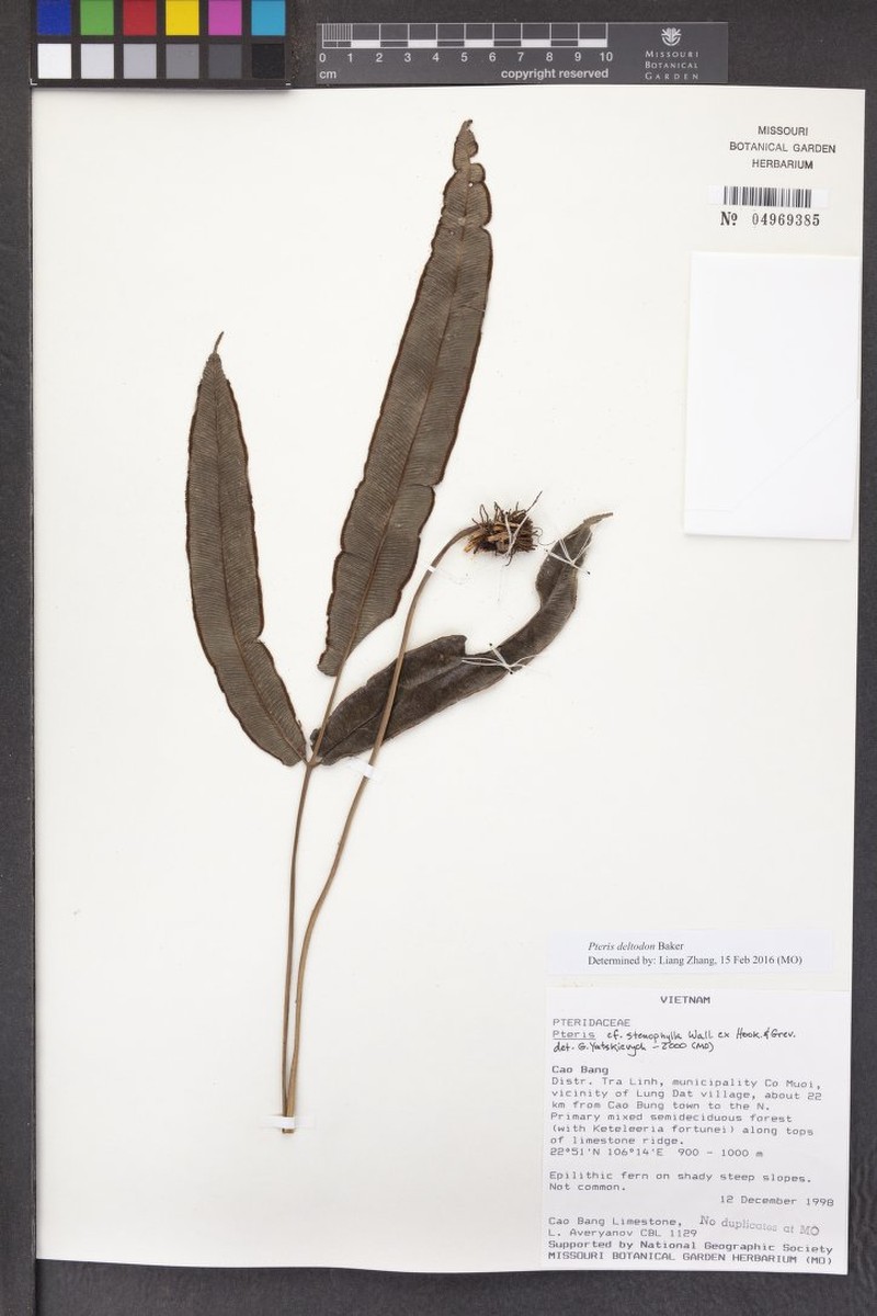 Pteris stenophylla