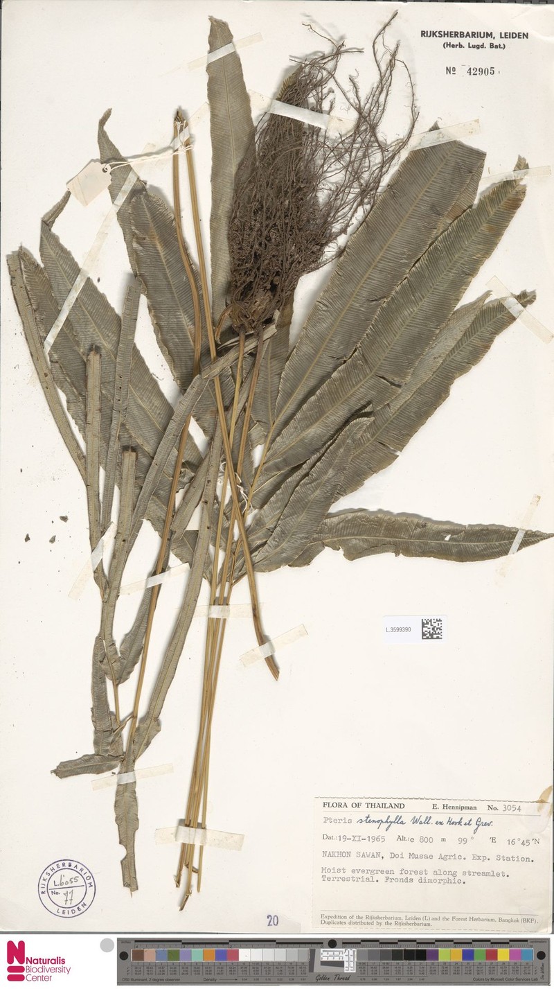 Pteris stenophylla photo 2