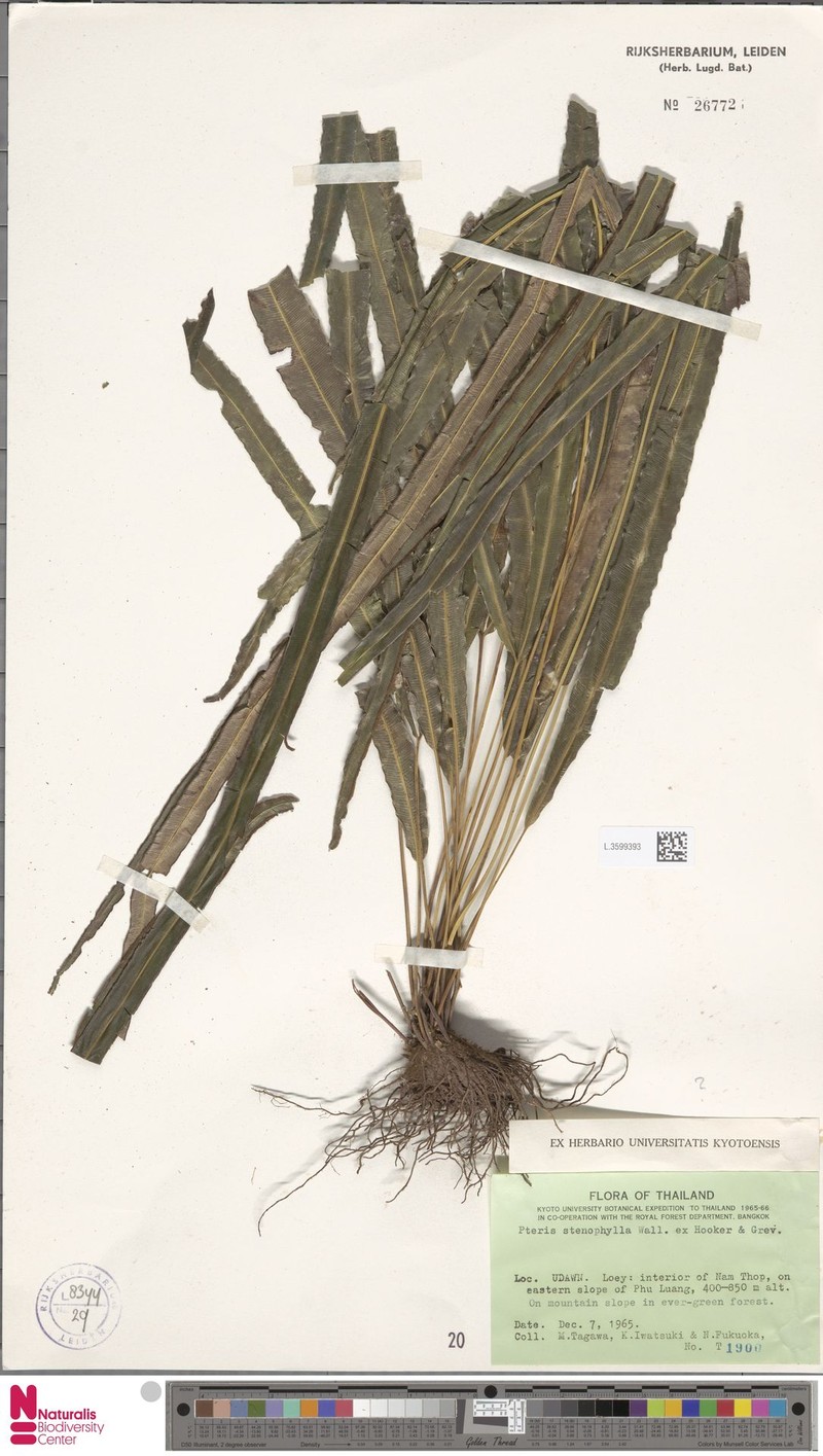 Pteris stenophylla photo 3