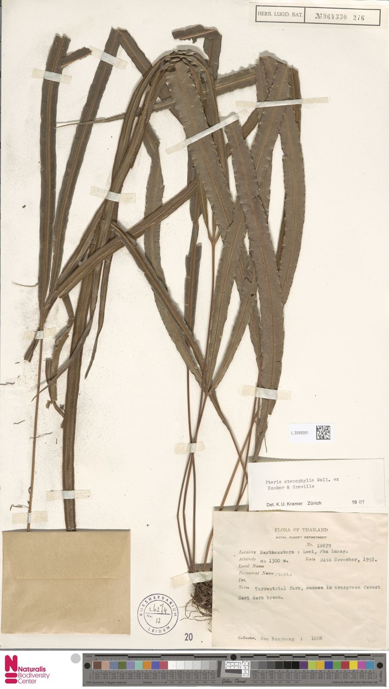 Pteris stenophylla photo 4