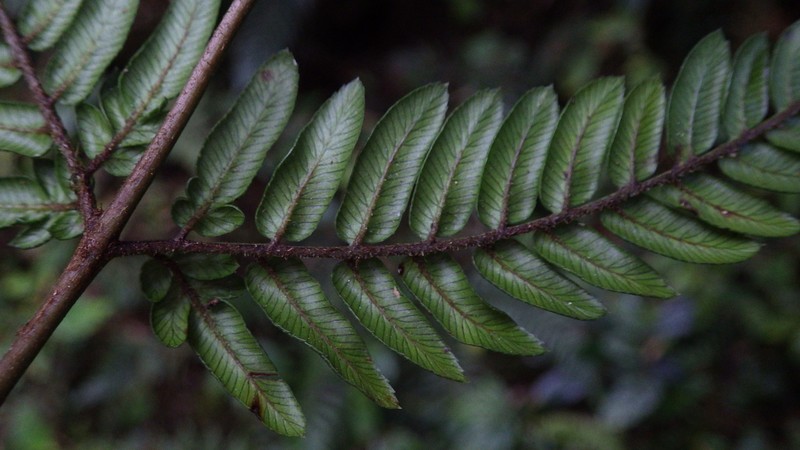 Pteris stridens photo 2