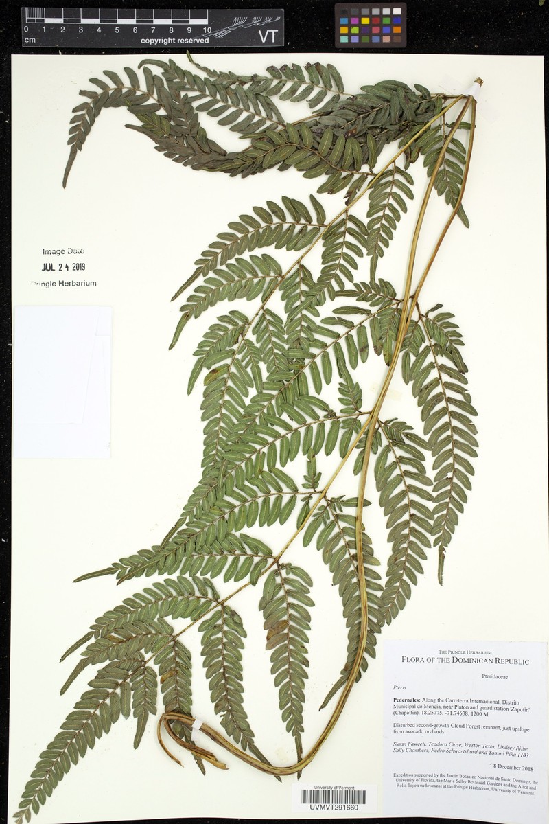 Pteris stridens photo 3