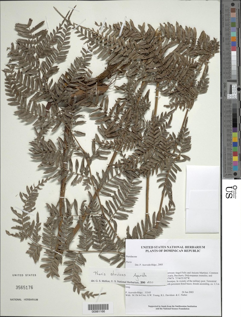 Pteris stridens photo 4