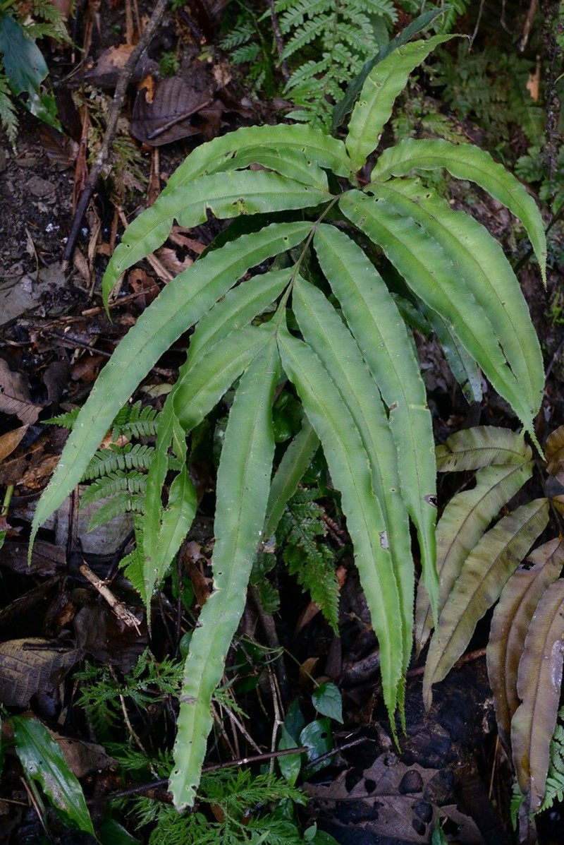 Pteris subesquirolii